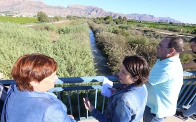 El río Segura sigue plagado de cañas y lodos en Orihuela