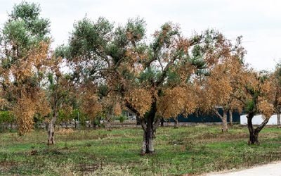 El PSOE presenta una propuesta para que el Gobierno aplique exenciones fiscales a los afectados por la Xylella